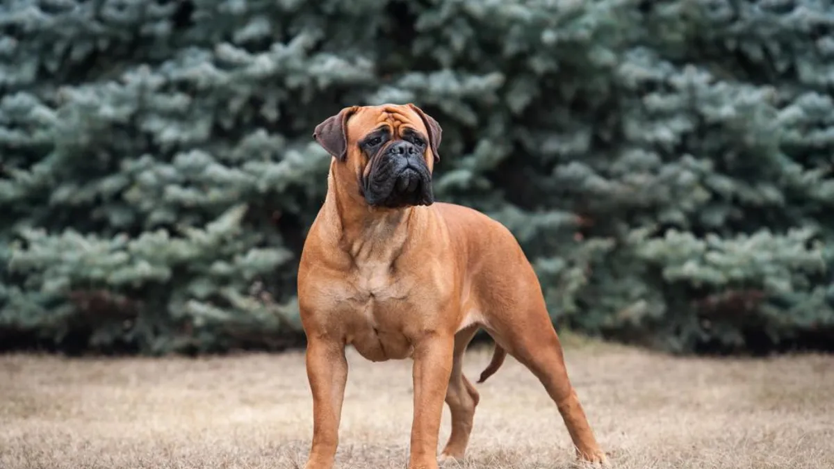 10 Family-Friendly Guard Dog Breeds
