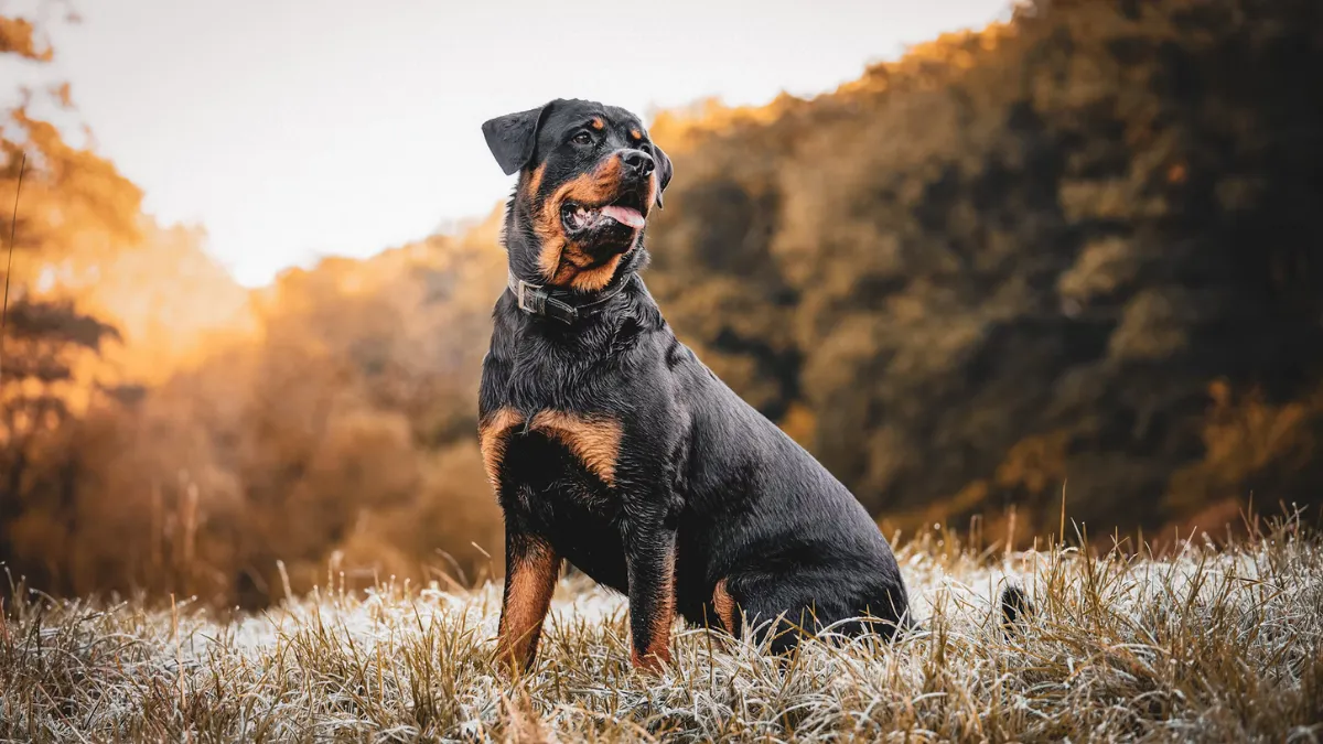15 Most Popular Dog Breeds in the World