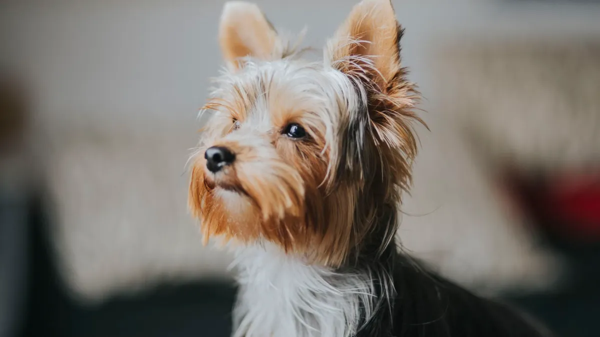 10 Small Dog Breeds That Don’t Shed