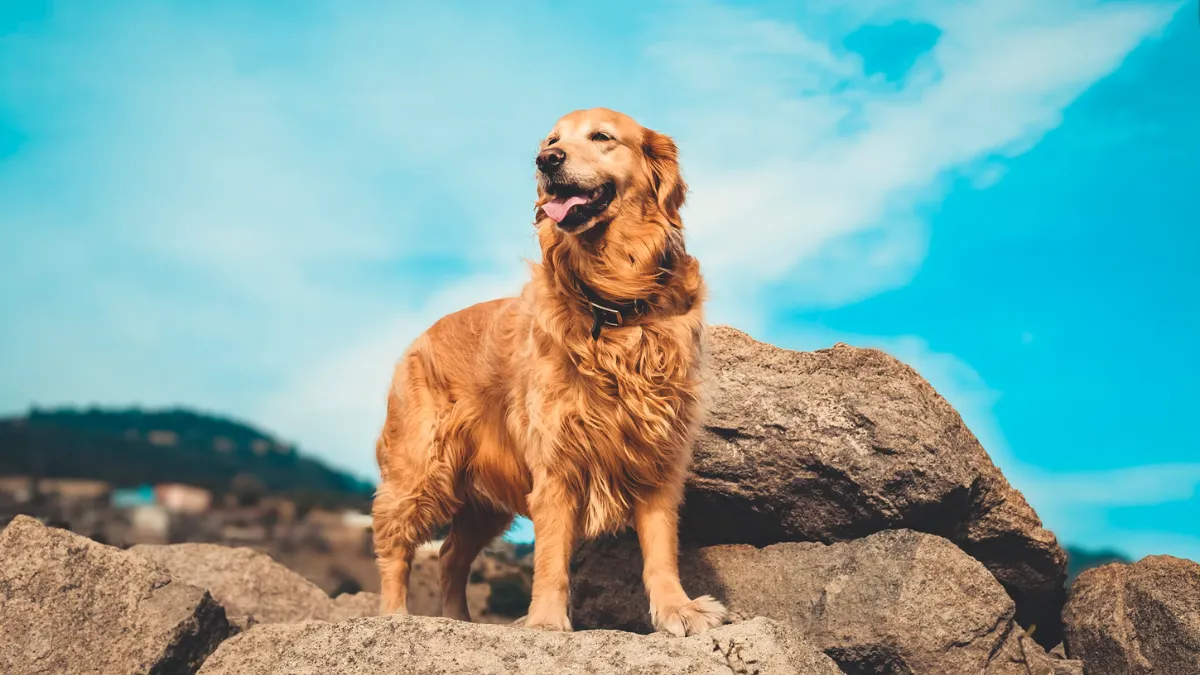 10 Most Loyal Dog Breeds
